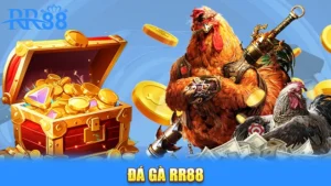 Đá gà RR88